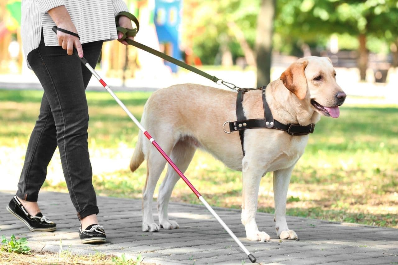Imagem representando cão guia